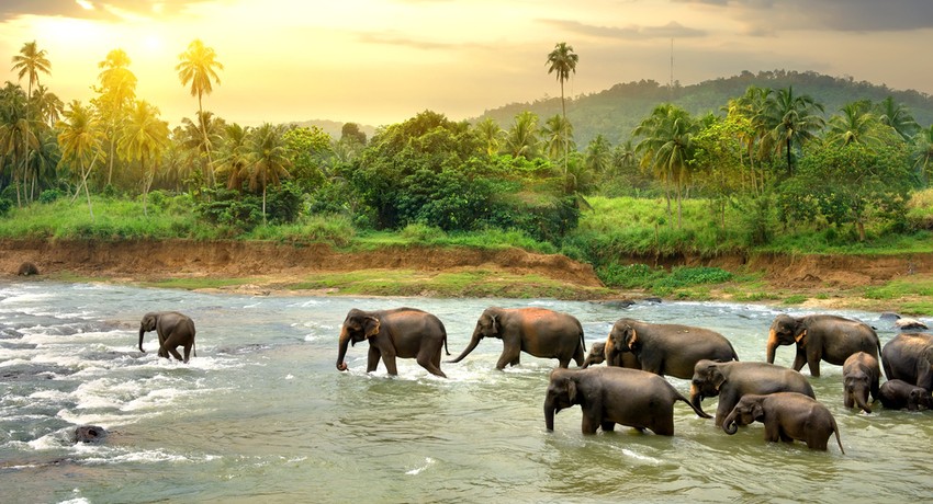 Holiday Packages Sri Lanka
