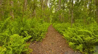 Jozani Forest Full Day Tour