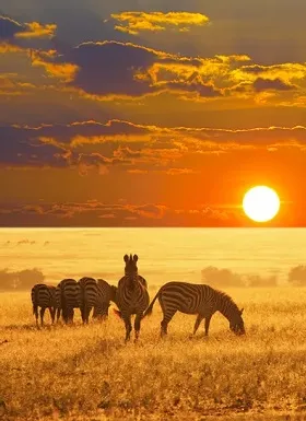 Cape Town Full Day Safari