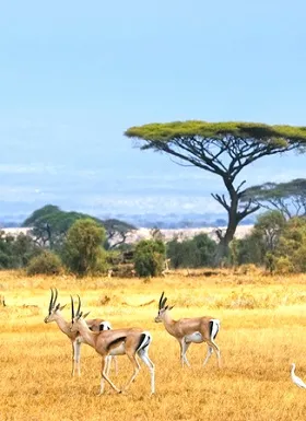 Cape Town Safari Tour 1N2D