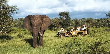 Cape Town Safari Tour