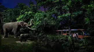 Night Safari Tour