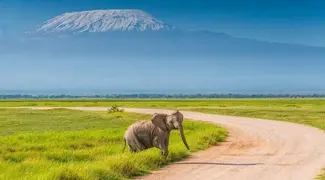Amboseli National Park Day Tour From Nairobi
