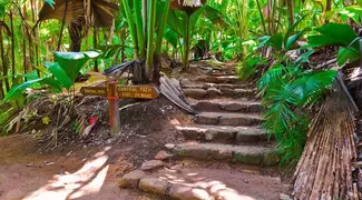 Enchanted Walk In Vallee De Mai