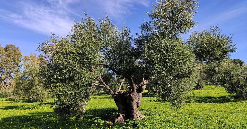 Cyprus Olive Farm 3