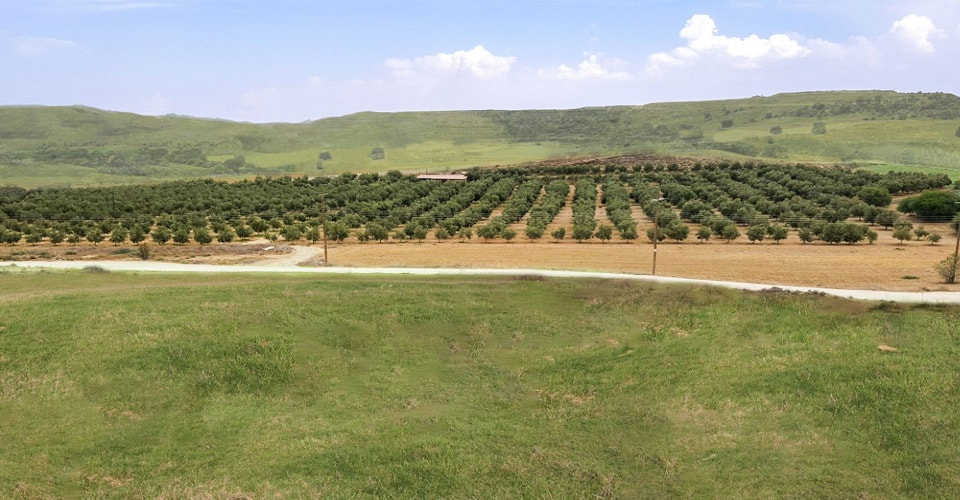 Cyprus Olive Farm 5