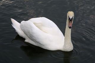 Avlon House Bed And Breakfast