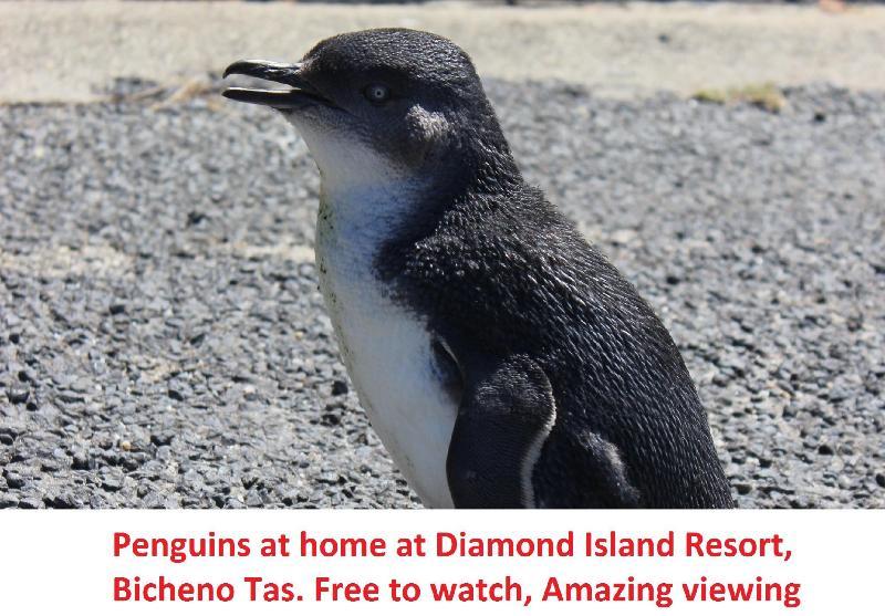 Diamond Island Resort