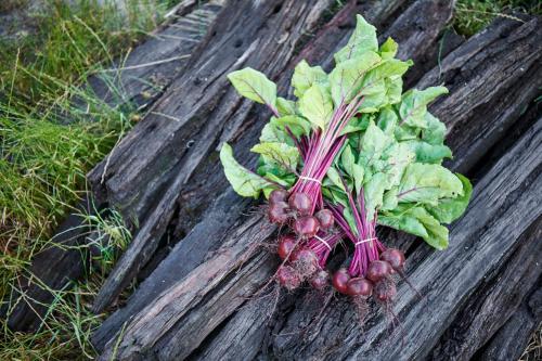 Burnside Organic Farm