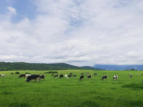 Apartments Posestvo Grad Prestranek