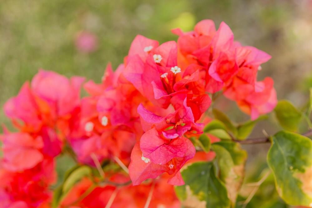 Baypointe Dunns River