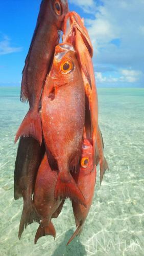 Bee & Bee Wild Island - Nature Song