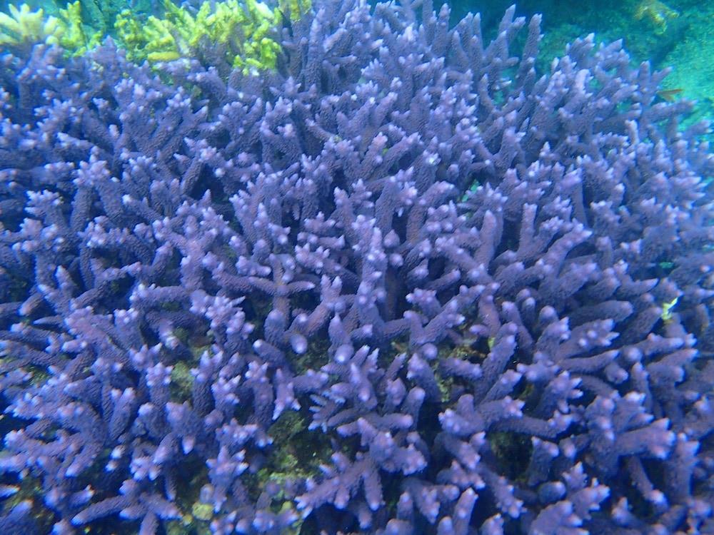 Sunrise Beach Cabanas Ecoresort