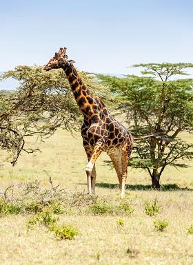 Kenya